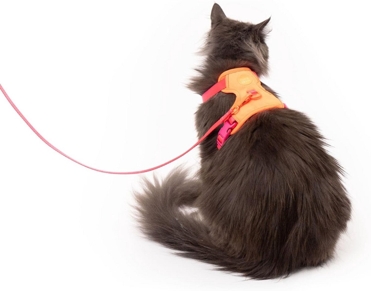 GTB® Kattentuigje met Looplijn - Kattentuigje - Kattenharnas - Bessen Oranje - 20cm x 20cm x 3cm