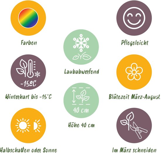 Pictogrammen die de kenmerken van een plant weergeven: kleuren, winterhard tot -15°C, halfschaduw of zon, bladverliezend, hoogte 40 cm, weinig onderhoud, bloeit maart-augustus, snoeien in maart.