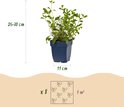 Één jonge plant in een blauwe pot, 25-30 cm hoog. Beplantingsschema voor 1m² met 8 planten.