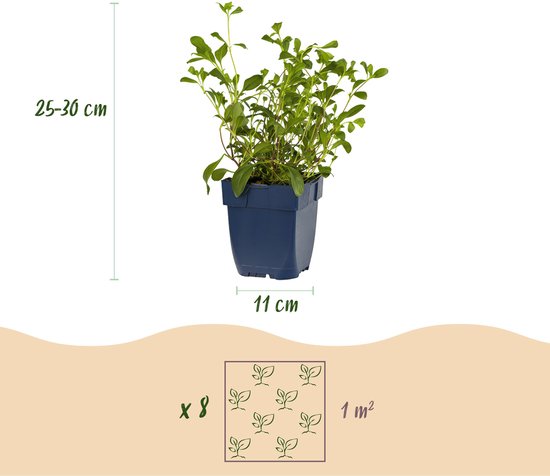 Één jonge plant in een blauwe pot, 25-30 cm hoog. Beplantingsschema voor 1m² met 8 planten.