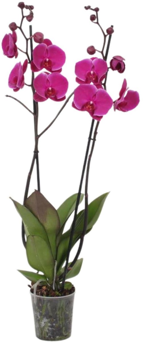 Phalaenopsis Joyride - 3 Takken -60cm -Ø12