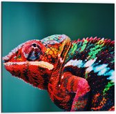 Dibond - Rood met Groene Kameleon - 50x50cm Foto op Aluminium (Met Ophangsysteem)