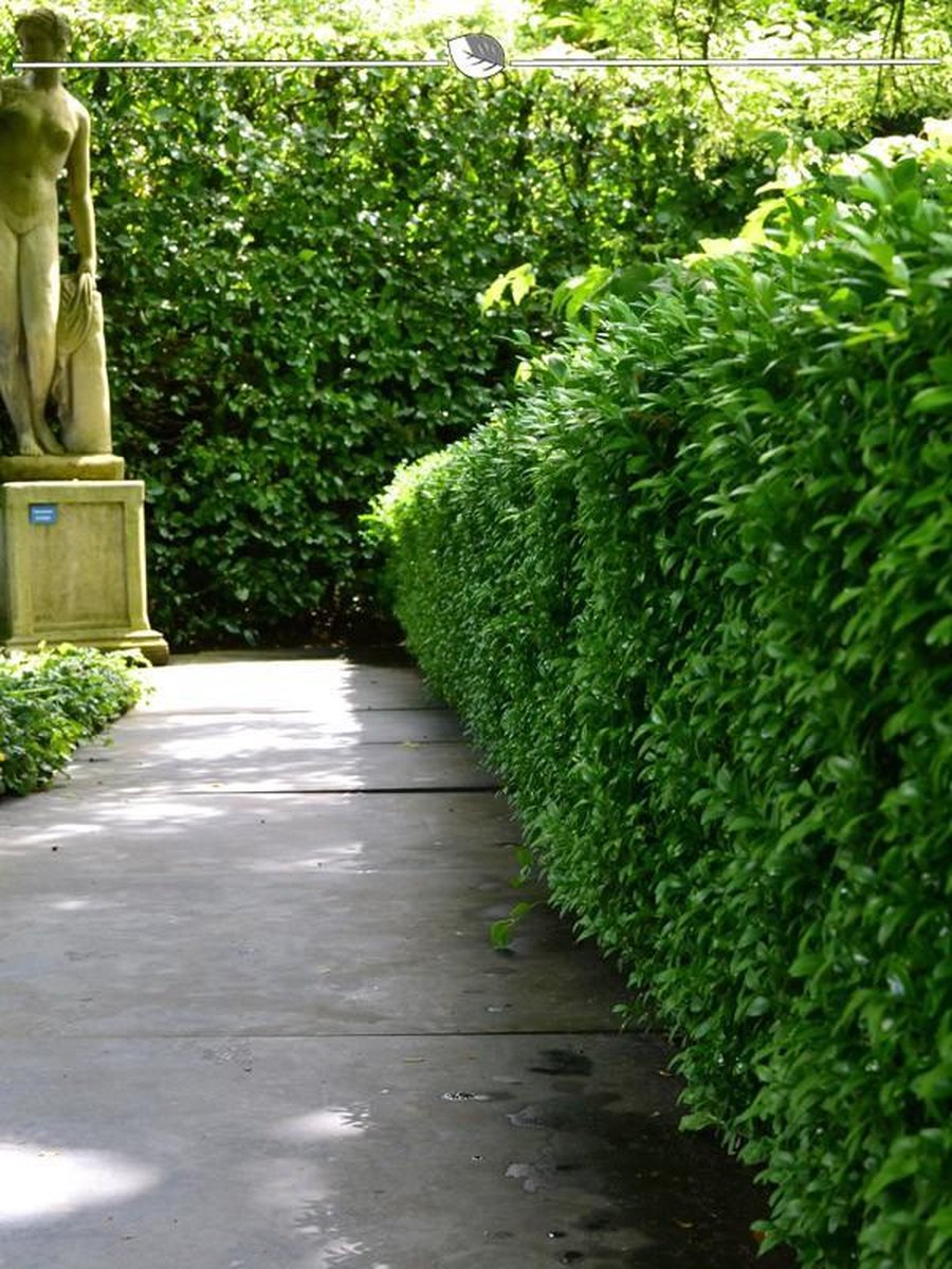 Laurier Prunus Novita 60-80 cm, 10x Haagplant