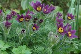 6x Wildemanskruid (Pulsatilla vulgaris) - P9 pot (9x9)