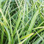 6x Zegge (Carex morrowii 'Variegata') - P9 pot (9x9)