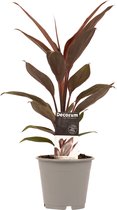 Kamerplant van Botanicly – Cordyline Fruticosa Tango – Hoogte: 40 cm