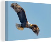 Pygargue à tête blanche vole à travers le ciel bleu 120x80 cm - Tirage photo sur toile (Décoration murale salon / chambre)