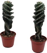 Cactussen van Botanicly – 2 × Cowboycactus – Hoogte: 30 cm – Euphorbia ingens