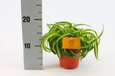 Kamerplant van Botanicly – Graslelie – Hoogte: 20 cm – Chlorophytum comosum Bonnie