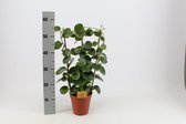 Kamerplant van Botanicly – Parthenocissus inserta – Hoogte: 60 cm