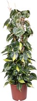 Philodendron Scandens Brasil 120 cm