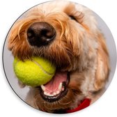 Dibond Wandcirkel - Blonde Labradoodle Hond met Tennisballetje - 50x50cm Foto op Aluminium Wandcirkel (met ophangsysteem)