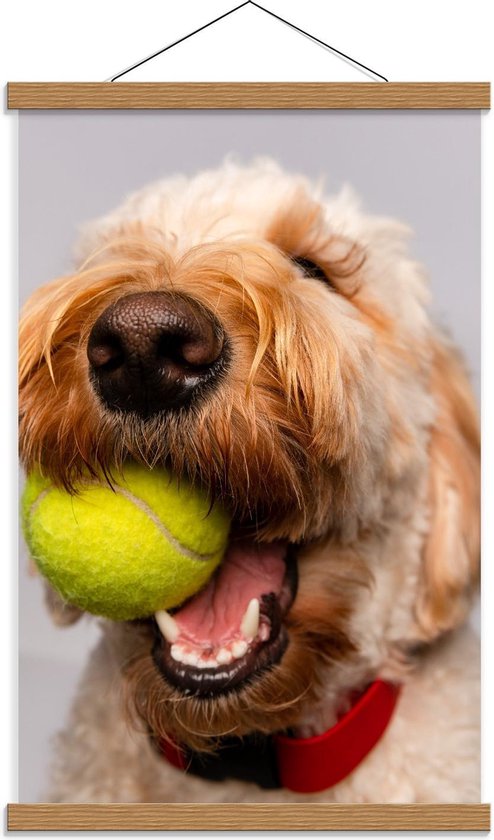 Schoolplaat – Blonde Labradoodle Hond met Tennisballetje - 40x60cm Foto op Textielposter (Wanddecoratie op Schoolplaat)