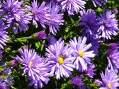 6x Herfstaster (Aster amellus ‘Rudolf Goethe’ ) - P9 pot (9x9)