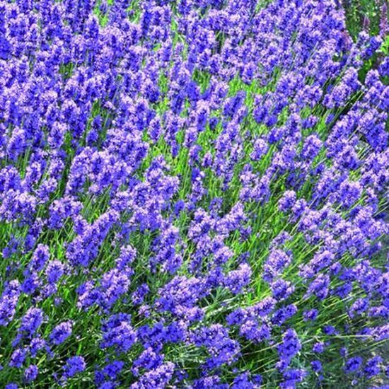 6x Lavandula angustifolia 'Dwarf Blue'