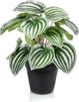 Fleurdirect Kunstplant Peperomia - Polyester - Groen - 0 x 25 x 0 cm (BxHxD)