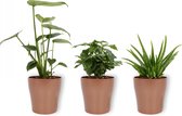 3 Kamerplanten - Aloe Vera, Monstera & Koffieplant - In koperkleurige pot -geen groene vingers nodig