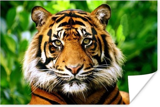 meer Voor een dagje uit Kostuums Sumatraanse tijger jungle Poster 180x120 cm - Foto print op Poster  (wanddecoratie) /... | bol.com