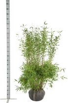 10 stuks | Fargesia 'Jumbo' Kluit 125-150 cm - Snelle groeier - Zeer winterhard - Groeit breed uit