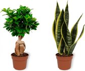 Set van 2 Kamerplanten - Sansevieria Superba &  Ficus Ginseng - ±  30cm hoog - 12cm diameter