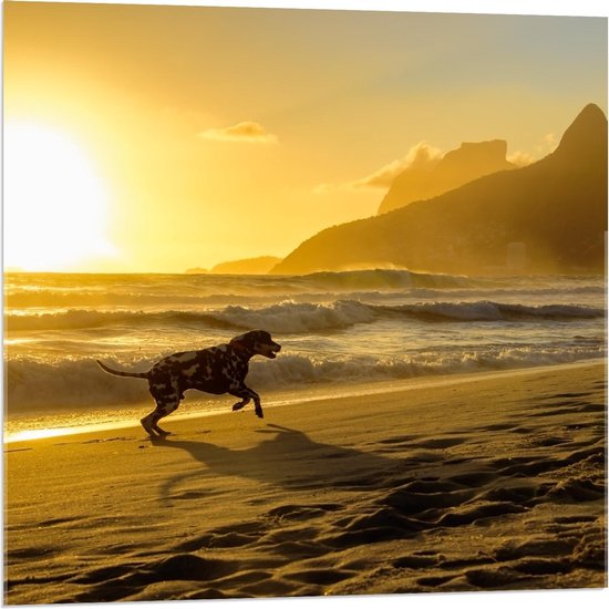 Acrylglas - Hond op Strand met Zonsondergang - 80x80cm Foto op Acrylglas (Met Ophangsysteem)