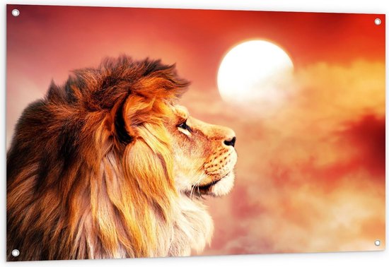 Tuinposter – Zijaanzicht van leeuw voor Ondergaande Zon - 120x80cm Foto op Tuinposter  (wanddecoratie voor buiten en binnen)