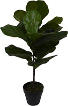 Ficus lyrata - 75 cm