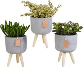 Crassula mix in betonpot op 3 pootjes | 3 stuks | Ø 12 cm | ↕ 19-24 cm