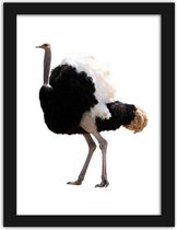 Foto in frame , Struisvogel , 3 maten , multikleur, wanddecoratie , Premium print