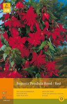 2 stuks 3 Begonias Pendula Rood