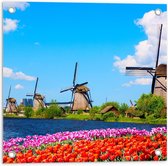 Tuinposter – Nederlandse Molens met Tulpen - 50x50cm Foto op Tuinposter  (wanddecoratie voor buiten en binnen)