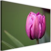 Schilderij Paarse tulp, 2 maten, paars-groen