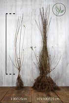 20 stuks | Gewone Liguster Blote wortel 100-125 cm - Bladverliezend - Bloeiende plant - Populair bij vogels - Snelle groeier