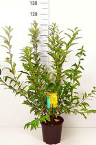 Set van 10 | Chinees klokje Pot 60-80 cm Extra kwaliteit - Bladverliezend - Bloeiende plant - Groeit opgaand - Informele haag