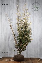 10 stuks | Olijfwilg, Zilverbes Kluit 150-175 cm - Geschikt voor tuinen aan zee - Grootbladig - Vruchtdragend - Wintergroen - Bloeiende plant
