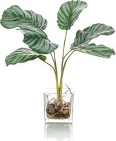 Kunstplant Calathea 35 cm in glas