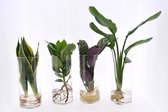 Varens van Botanicly – 4 × Areca Dypsis, Chlorophytum Atlantic, Spathiphyllum Yes incl. designe glas als set – Hoogte: 40 cm