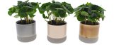 Kamerplanten van Botanicly – 3 × Koffieplant in keramische pot als set – Hoogte: 15 cm – Coffea Arabica