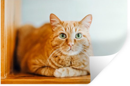 brandwonden stijl Van storm Muursticker Katten - Oranje kat zittend op houten plank - 120x80 cm -  zelfklevend... | bol.com