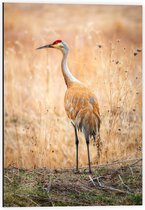 Dibond - Reiger bij Hoge Grassen - 40x60cm Foto op Aluminium (Wanddecoratie van metaal)