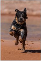 Poster – Vrolijk Huppelend Hondje op het Strand - 80x120cm Foto op Posterpapier