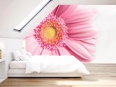 Professioneel Fotobehang Roze gerbera - roze - Sticky Decoration - fotobehang - decoratie - woonaccessoires - inclusief gratis hobbymesje - 385 cm breed x 260 cm hoog - in 7 verschillende for