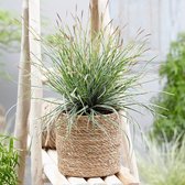 Zegge Carex 'Everest' groen-wit - Winterhard- ↑ 30-60 cm - Pot-Ø 14 cm