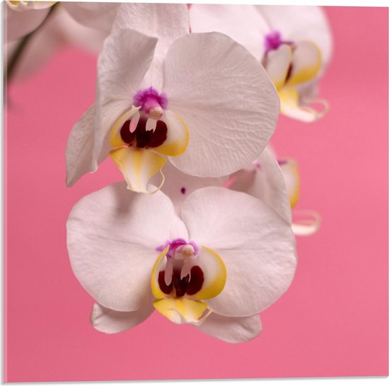 Acrylglas - Wit met Roze Orchidee  - 50x50cm Foto op Acrylglas (Met Ophangsysteem)