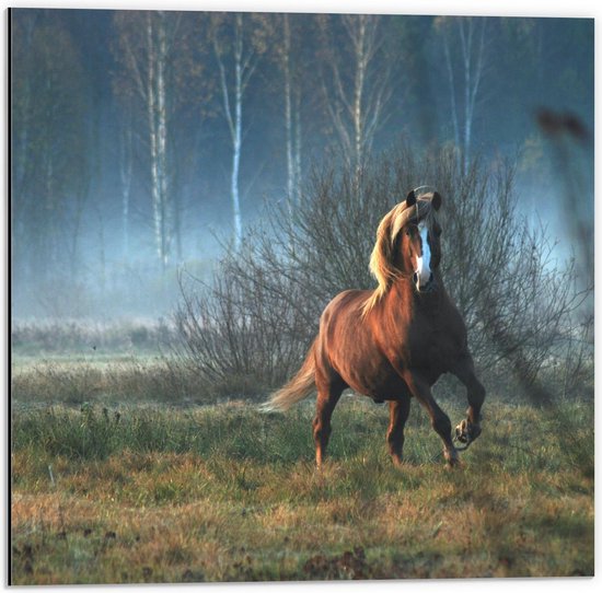 Dibond - Wild Paard in de Natuur - 50x50cm Foto op Aluminium (Met Ophangsysteem)