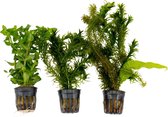 3x Aquariumplanten - Mix 'Verkoelende Vissen' -  Aquarium planten levend -↑ 15 cm - Pot-Ø 5 cm