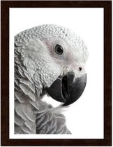 Foto in frame ,  Papegaai , 3 maten , Zwart wit , wanddecoratie , Premium print