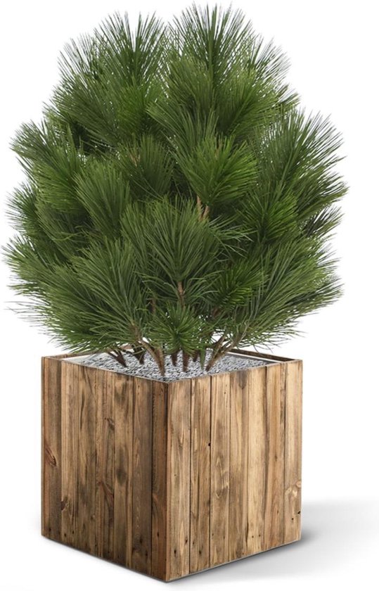 Pinus bol kunstplant 60cm - UV bestendig