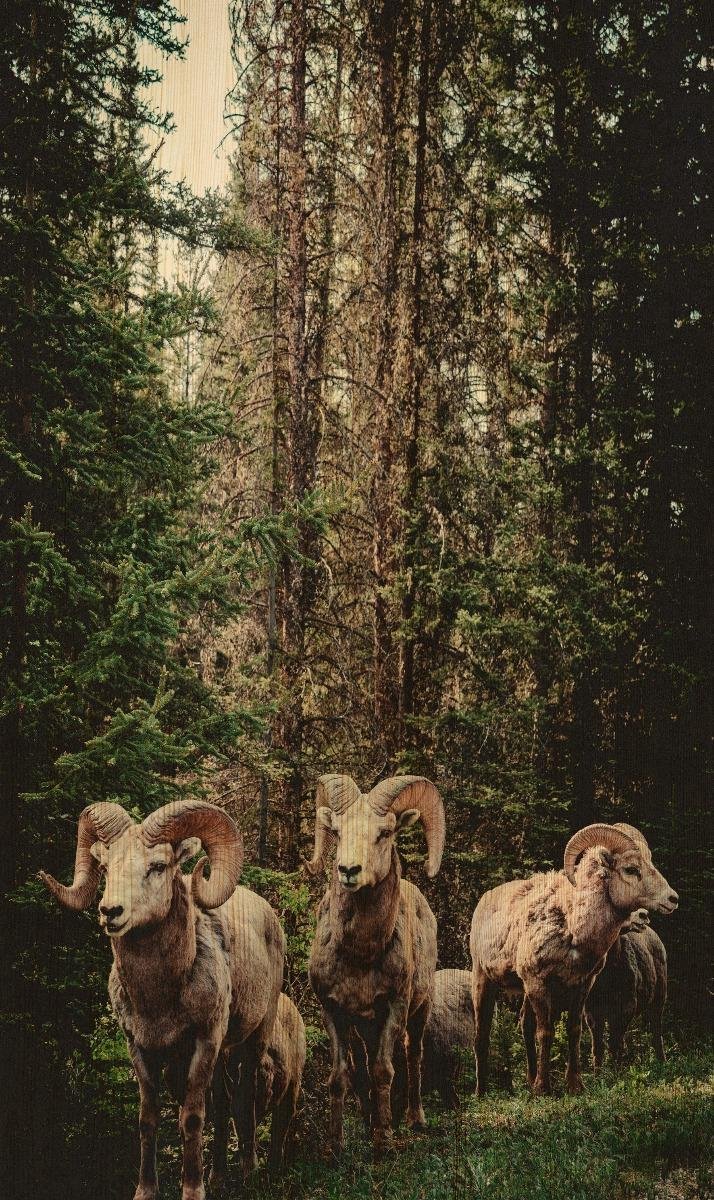 Schilderij - bok - Collectie european wildlife - Hout met leren lussen - 70x118cm