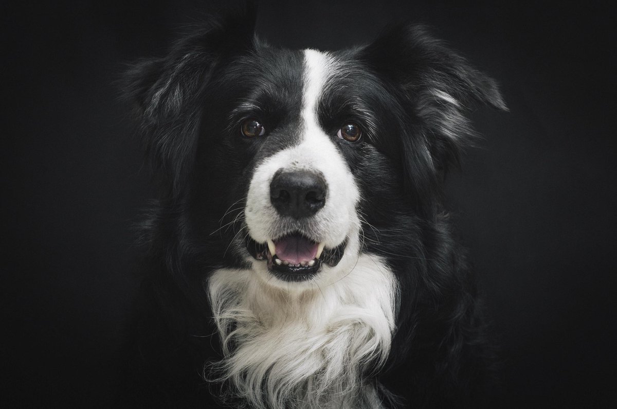 Schilderij - hond - border collie - Collectie faces - Dibond wit - 148x98cm